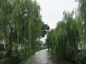 群馬県前橋市の繁華街 川沿いの柳の木が不気味ですね