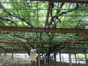 唐津城のフジ 唐津市指定天然記念物だそうです
