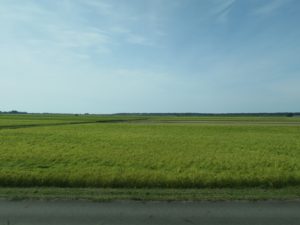 特急いなほの車窓 羽越本線 あつみ温泉-鶴岡間 その名の通り一面の田んぼでした