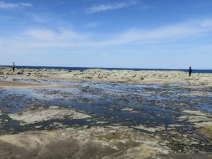 千畳敷 日本海岸に一面の湿地帯が広がります