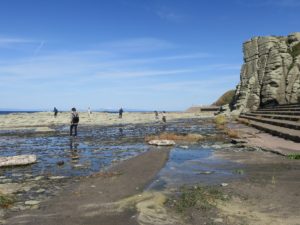 千畳敷 日本海岸に一面の湿地帯が広がります
