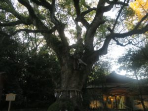 熱田神宮 大楠