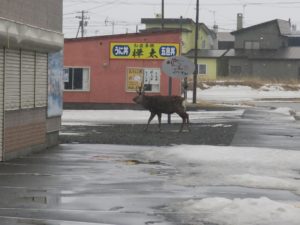 ノシャップ岬 稚内市内はエゾシカが堂々と歩いています
