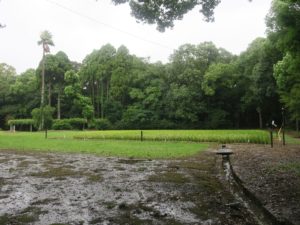宮崎神宮 近道を抜けた先 田んぼがありました