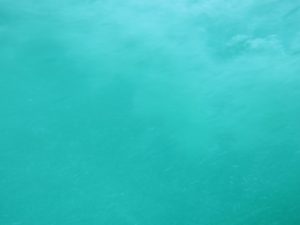 鳴門観光汽船 水中観潮船 アクアエディ号 水中から見た鳴門の渦潮