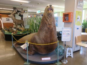 根室市北方領土資料館 トドのトット君