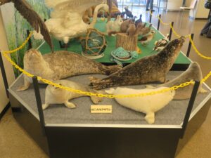 根室市北方領土資料館 ゼニガタアザラシ