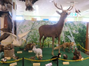 根室市北方領土資料館 北海道の生き物たち