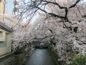 京都 高瀬川 木屋町通 阪急京都線 京都河原町駅 出入り口の横 桜がきれいです