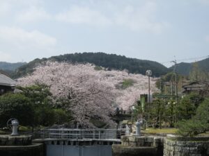 琵琶湖疎水 水門手前から撮影
