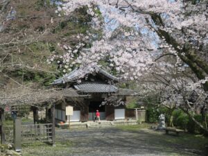 滋賀県大津市 三井寺 霊鐘堂 桜と一緒に撮ってみました