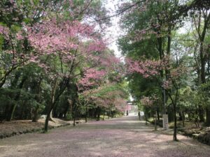 近江神宮 表参道 一の鳥居方向を撮影