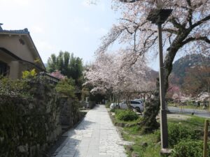 日吉大社 参道 脇に歩道があります