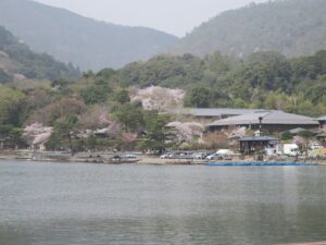 京都 嵐山公園 桂川の対岸 桜がとってもキレイでした