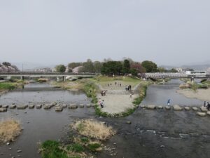 京都 鴨川 出町柳駅付近 昼に撮影 桜がとってもキレイでした