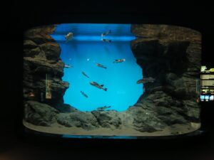 下関市立しものせき水族館 海響館 とらふぐの水槽