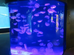 下関市立しものせき水族館 海響館 クラゲの水槽