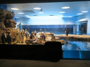 下関市立しものせき水族館 海響館 ペンギンの水槽