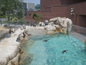 下関市立しものせき水族館 海響館 屋外のペンギンの水槽