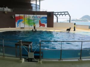 下関市立しものせき水族館 海響館 イルカとアシカショー 始まりました