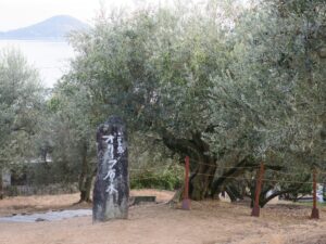小豆島 オリーブ園 オリーブ原木