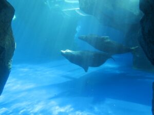 ハイイロアザラシ 鳥羽水族館にて