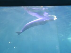 スナメリ 鳥羽水族館にて