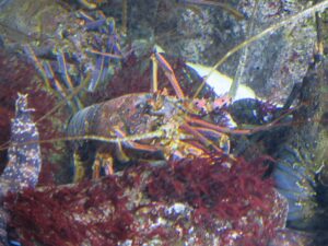 伊勢海老 鳥羽水族館にて
