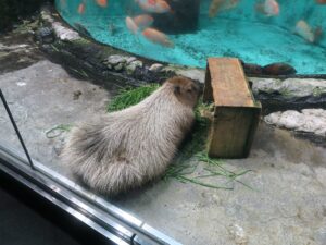 カピバラ 鳥羽水族館にて
