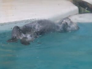 ラッコ 鳥羽水族館にて
