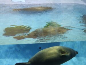 バイカルアザラシ 鳥羽水族館にて