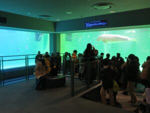 鳥羽水族館 人魚の海エリア