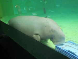 ジュゴン 鳥羽水族館にて