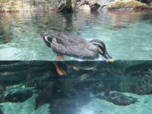 カルガモ 鳥羽水族館にて