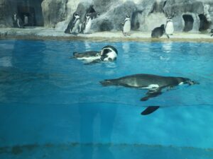 フンボルトペンギン 鳥羽水族館にて