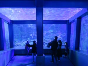 鳥羽水族館 コーラルリーフ・ダイビングエリアの水槽
