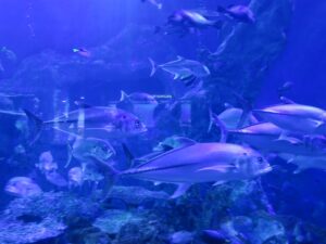 鳥羽水族館 コーラルリーフ・ダイビングエリアの水槽
