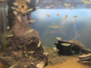 ミナミメダカ 鳥羽水族館にて