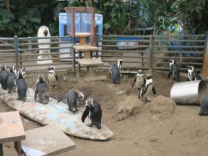 伊勢夫婦岩ふれあい水族館シーパラダイス ペンギンの森