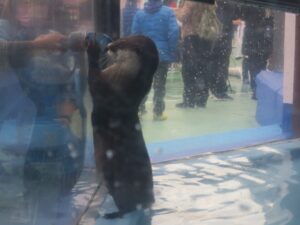 伊勢夫婦岩ふれあい水族館シーパラダイス ツメナシカワウソ ただ今餌やり中