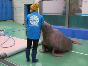 伊勢夫婦岩ふれあい水族館シーパラダイス セイウチとハイポーズ