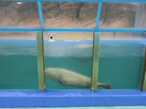 伊勢夫婦岩ふれあい水族館シーパラダイス ゴマフアザラシ
