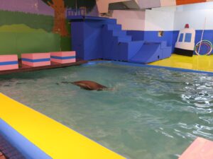 伊勢夫婦岩ふれあい水族館シーパラダイス アシカ館
