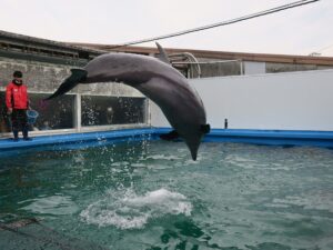 伊勢夫婦岩ふれあい水族館シーパラダイス バンドウイルカ