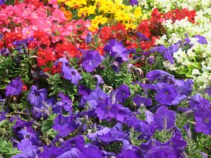 国営沖縄記念公園 海洋博公園 中央ゲート先の花壇