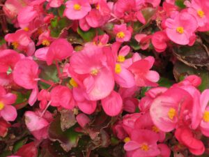 国営沖縄記念公園 海洋博公園 中央ゲート先の花壇
