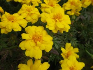 国営沖縄記念公園 海洋博公園 中央ゲート先の花壇
