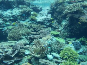 国営沖縄記念公園 海洋博公園 沖縄美ら海水族館 サンゴ礁の魚たち