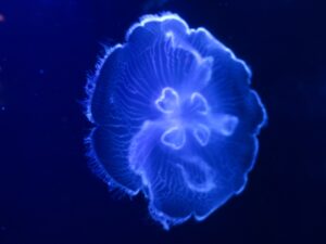国営沖縄記念公園 海洋博公園 沖縄美ら海水族館 クラゲ