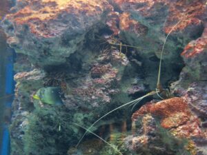 国営沖縄記念公園 海洋博公園 沖縄美ら海水族館 伊勢えび